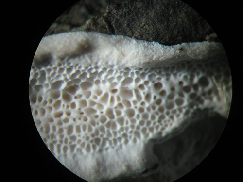 Trechispora mollusca ? (Trechispora mollusca)